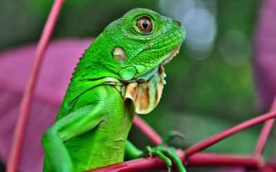 Cheap Exotic Pets-Legal Cheapest Top 10 Affordable List