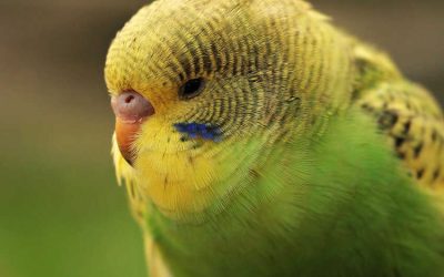Colorful Pet Birds। Beautiful Top 8 Small Cutest Best Birds