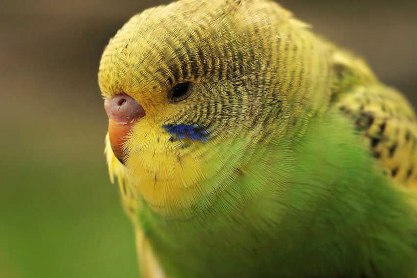 Colorful Pet Birds