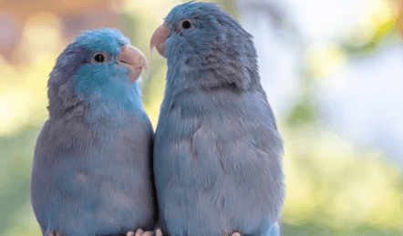 Parrotlets