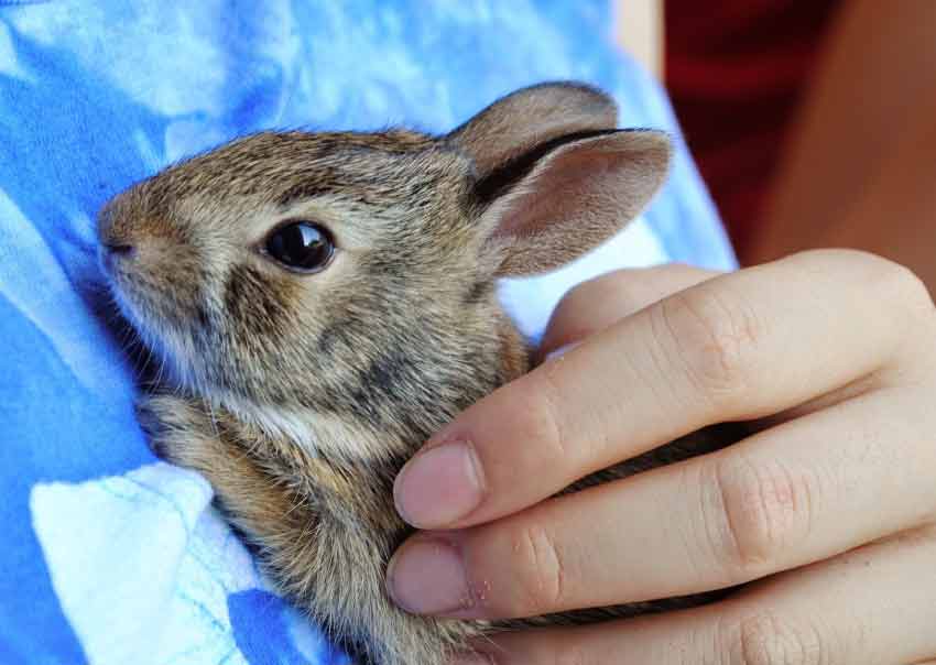 cuddly exotic pets