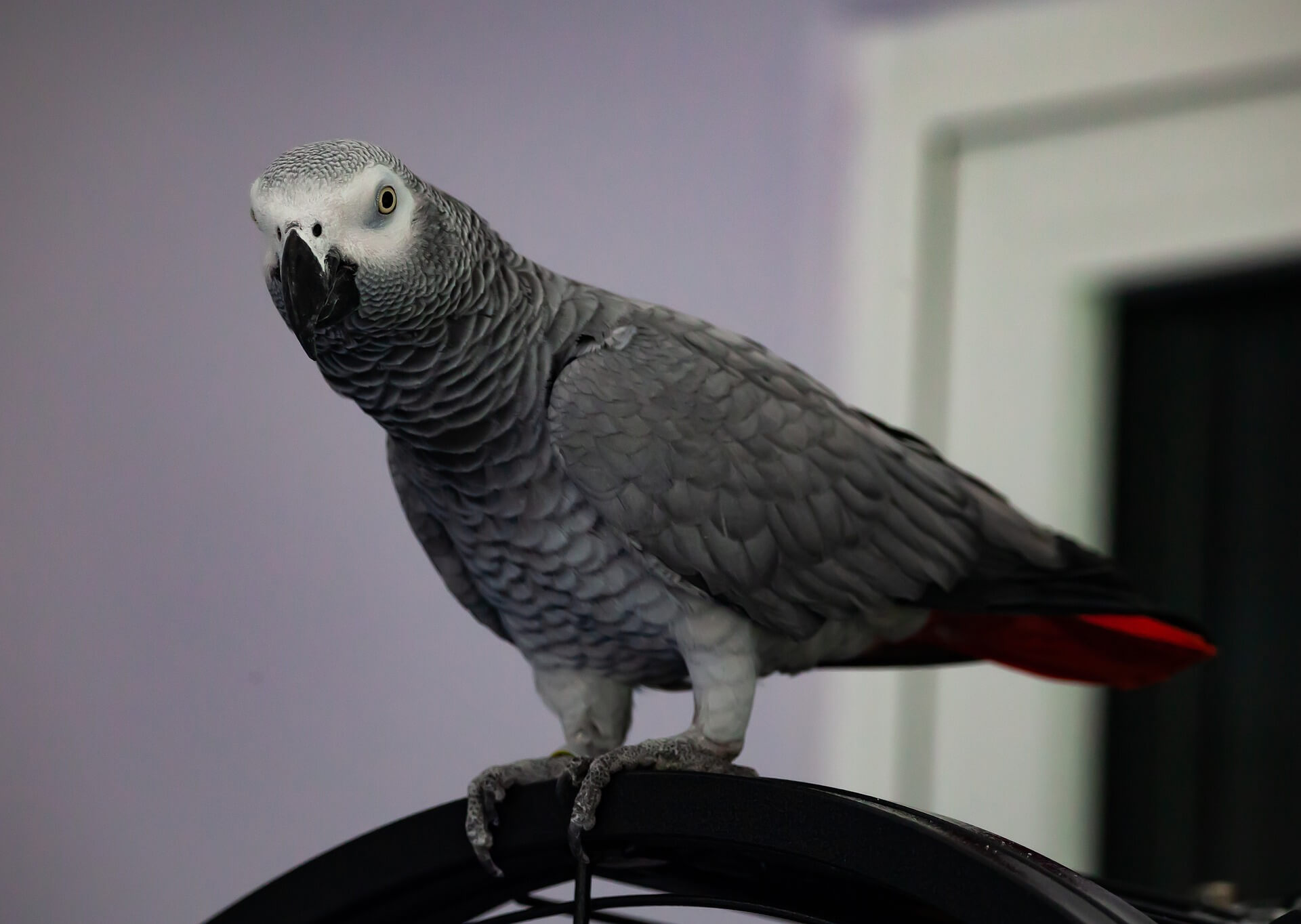 African Greys