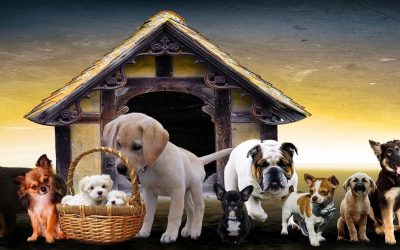 Cute Small Dog Breeds-Best for Families-Very-Top-Popular-all-Best-Chart-10 List