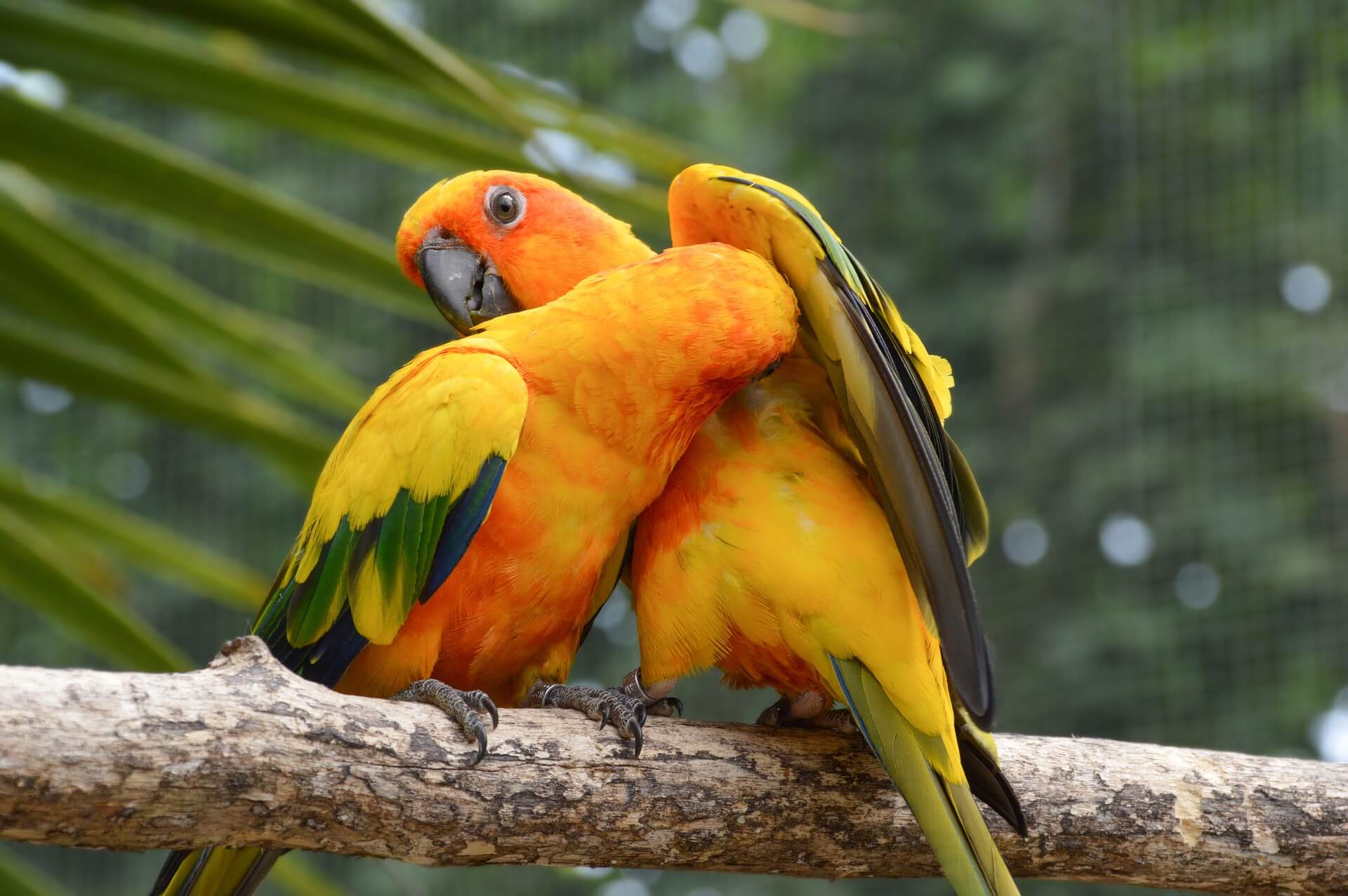 Conures