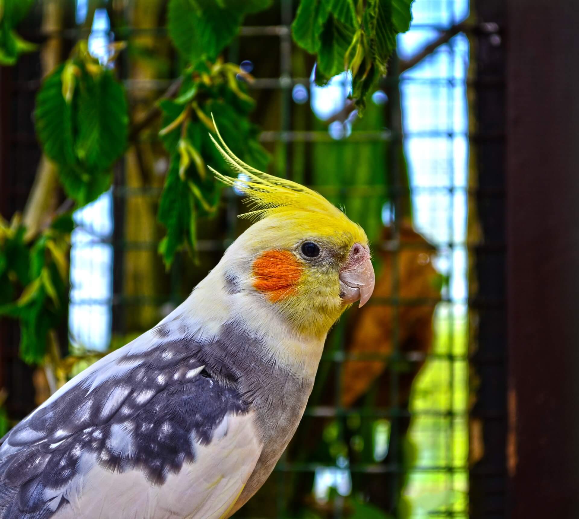 Cockatiels