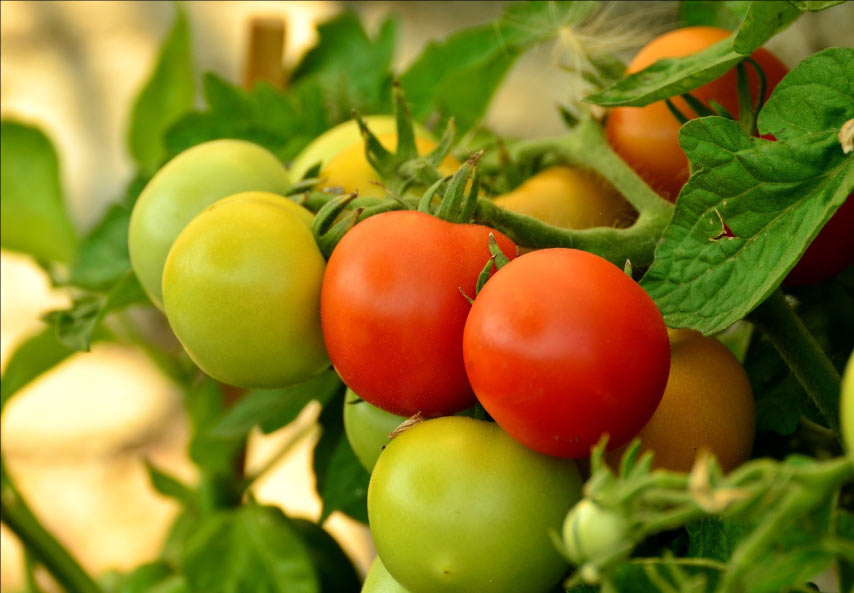 Can Bearded Dragons Eat Tomatoes