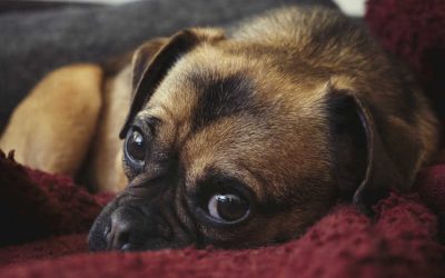 22 Low Maintenance pets That like to Cuddle for Apartments | Best Easy for Kids and Elderly