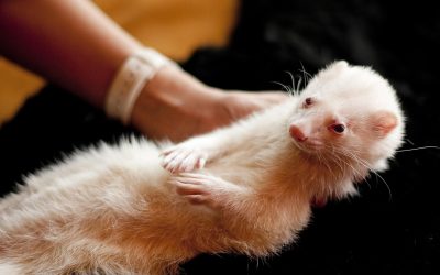 Types of Ferrets-How Many or What Different are all there