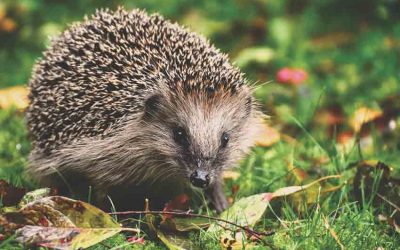 Are Hedgehogs Good Pets for Kids/Toddlers? Pros & Cons