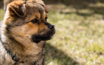 Blue Heeler German Shepherd Mix Puppies (Puppy) | Famous Full Grown