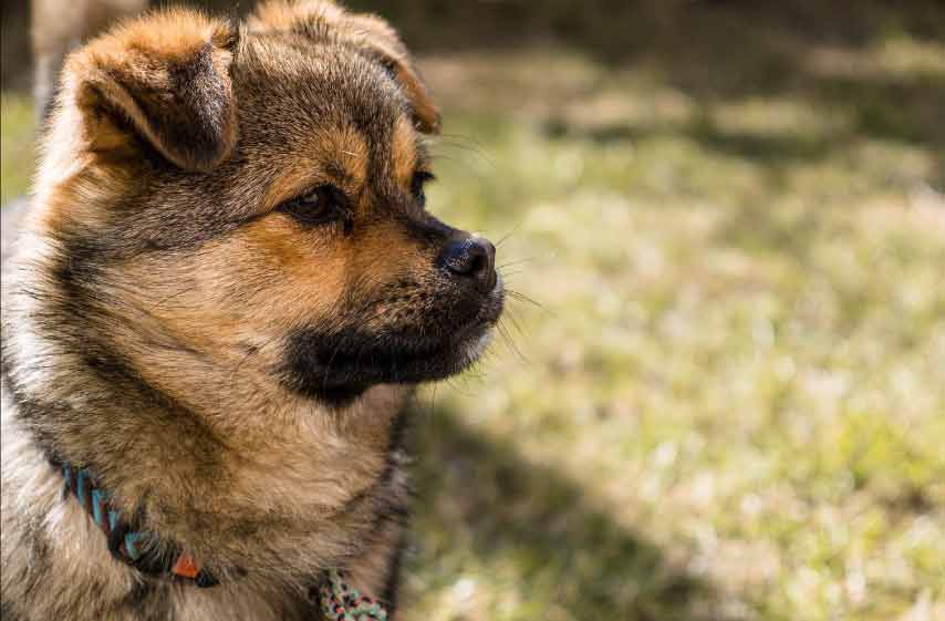 Blue Heeler German Shepherd Mix