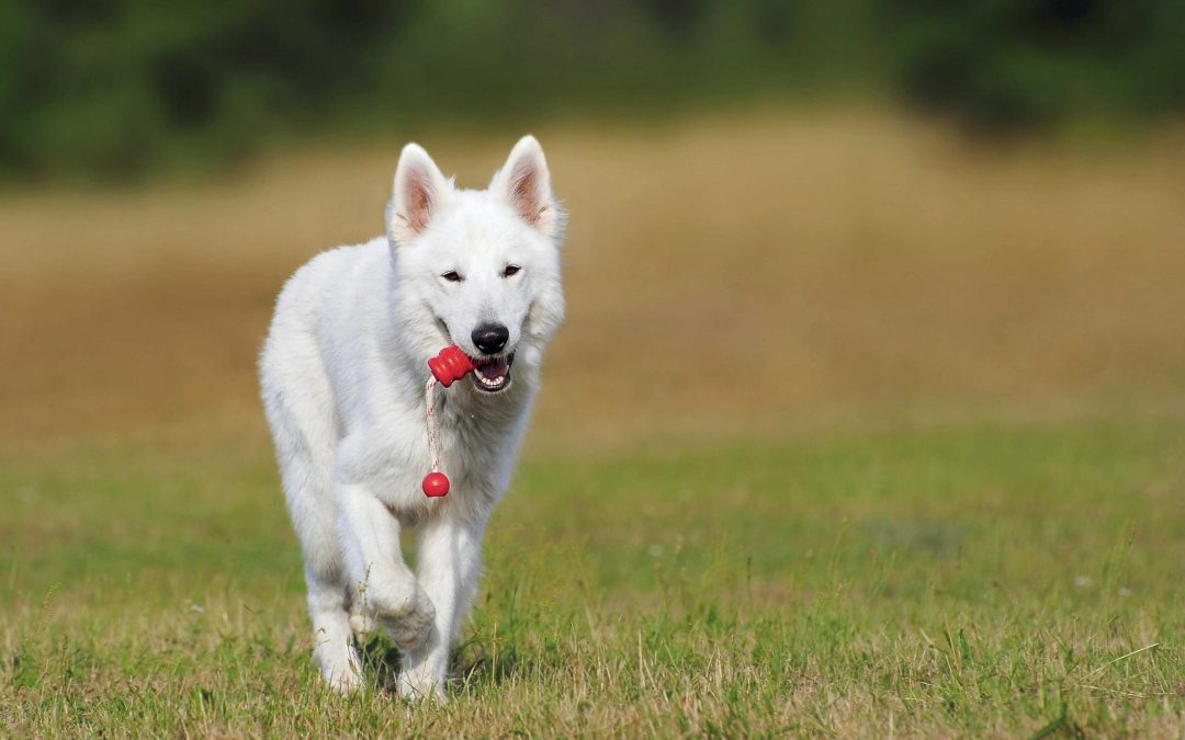 White German Shepherd Dog