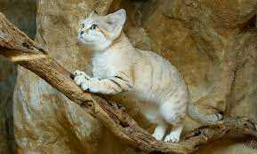 Sand Cat: what is the smallest cat in the world