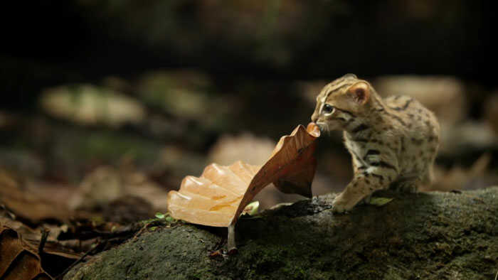 smallest-wild-cat