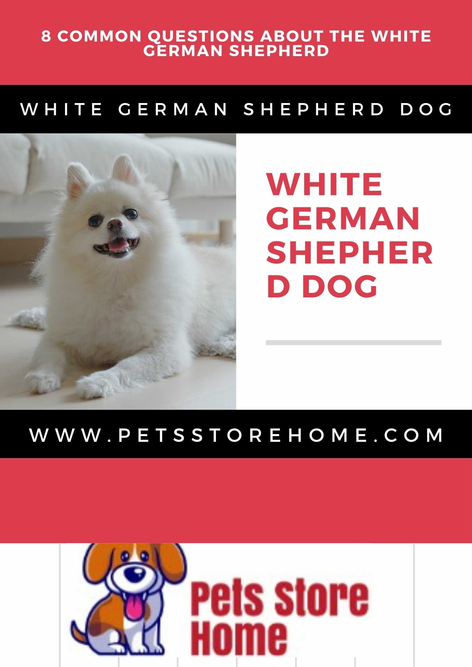 White German Shepherd Dog
