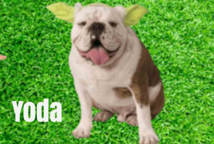 yoda