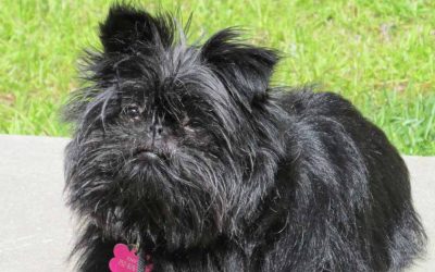 Affenpinscher Price ! Cute Puppies Dogs