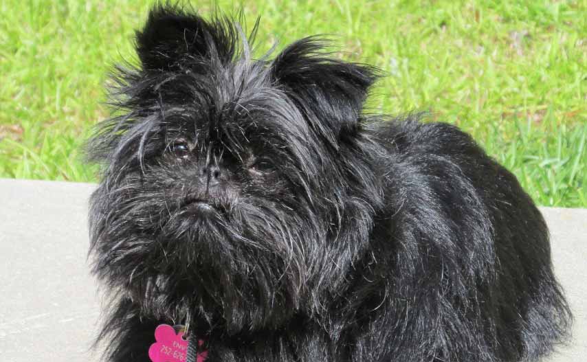 Affenpinscher Price