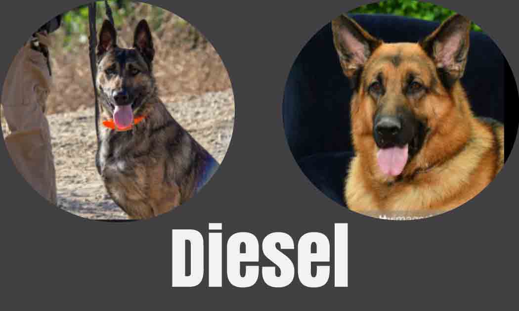 diesel