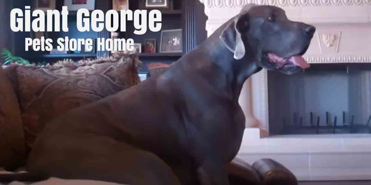 Giant George 