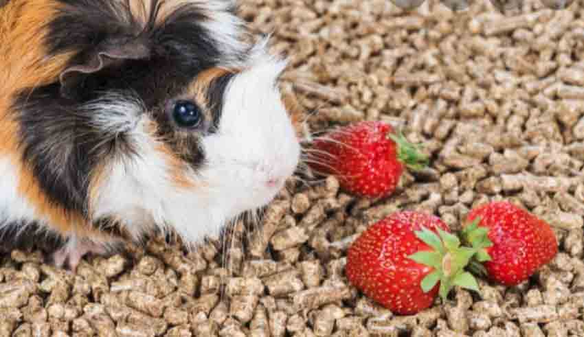 Can Guinea Pigs Eat Strawberries