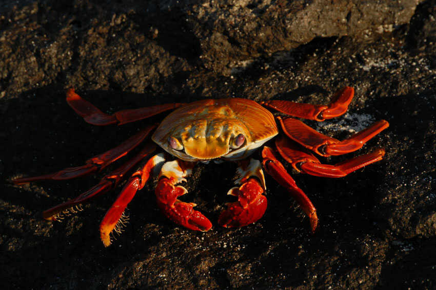 Sea crab