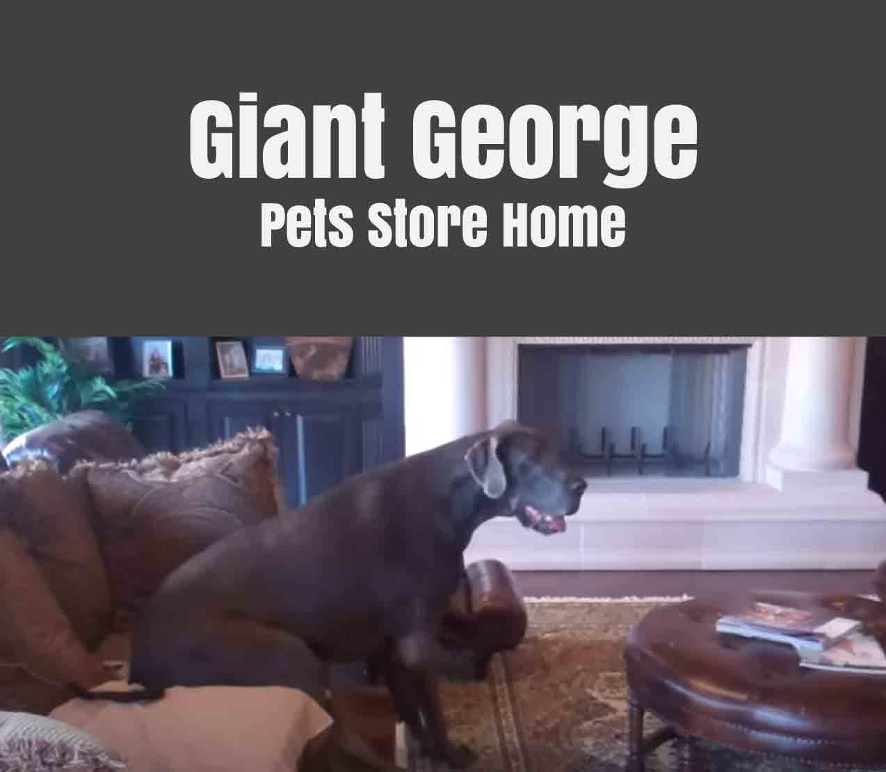 Giant George