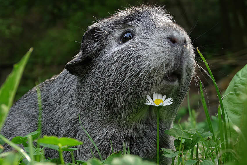 Guinea Pigs