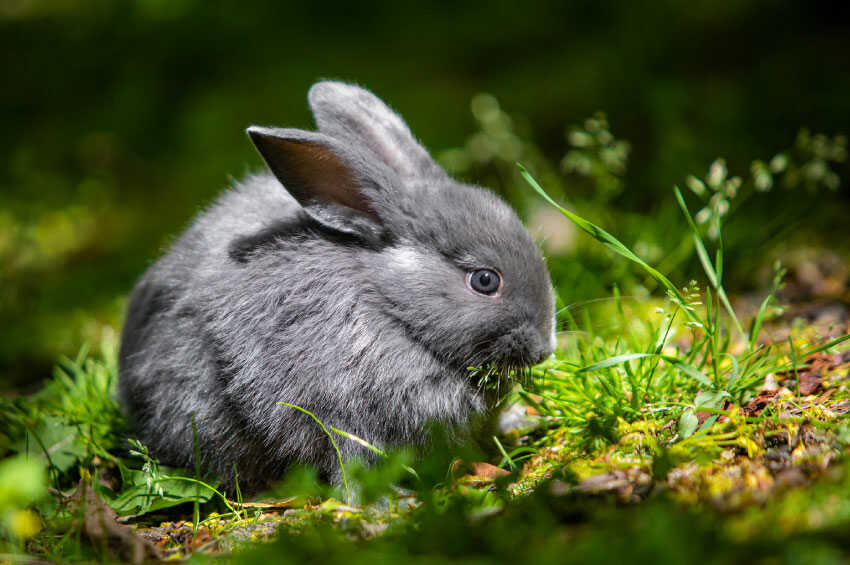 Chinchilla