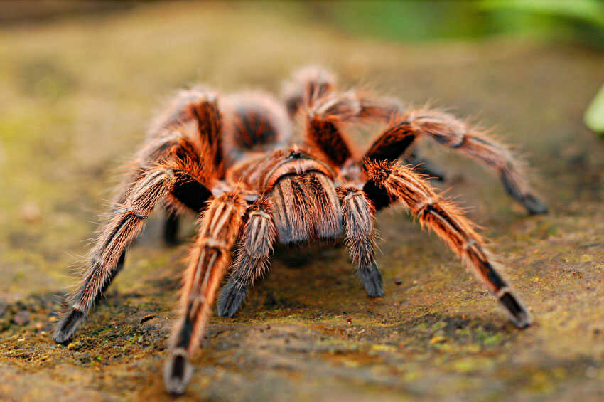 Tarantulas