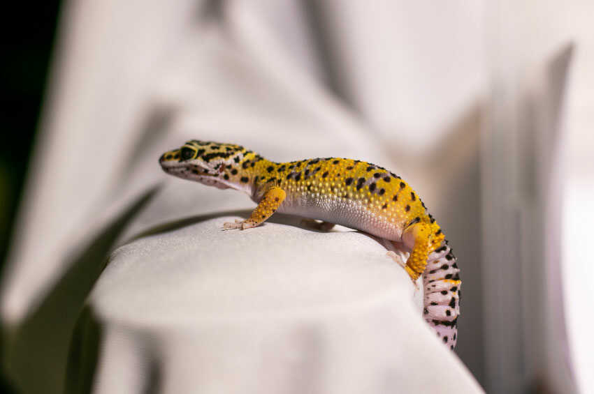 Cheetah geckos