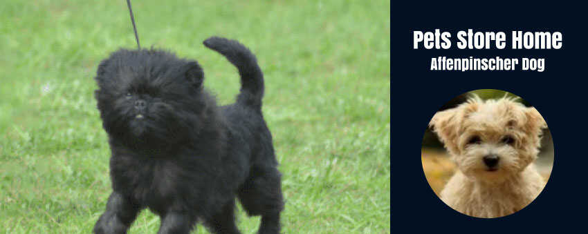 Affenpinscher