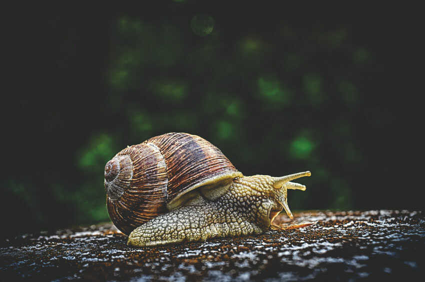 Snail