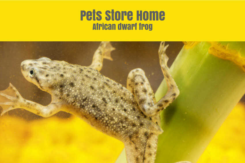 African dwarf frog