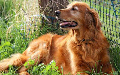 Do Golden Retrievers Shed a Lot { How Much or Bad-When and Why More Than Labs or The Most }