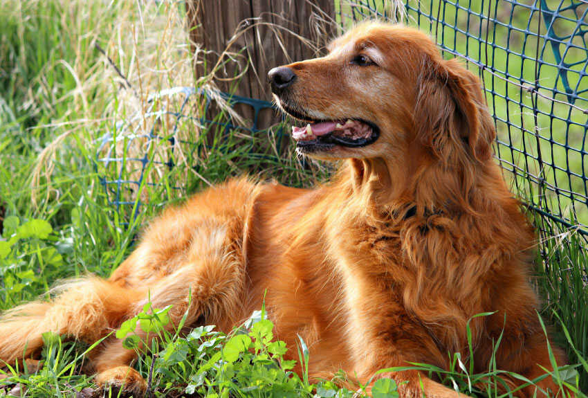 Do Golden Retrievers Shed a Lot