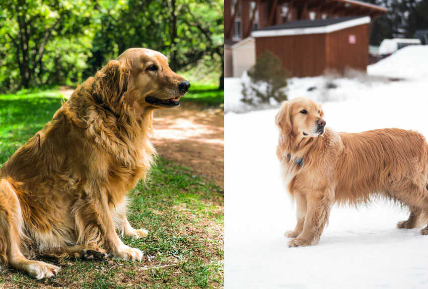 Golden Retrievers