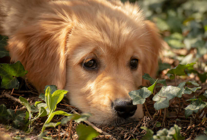 do golden retrievers shed a lot 