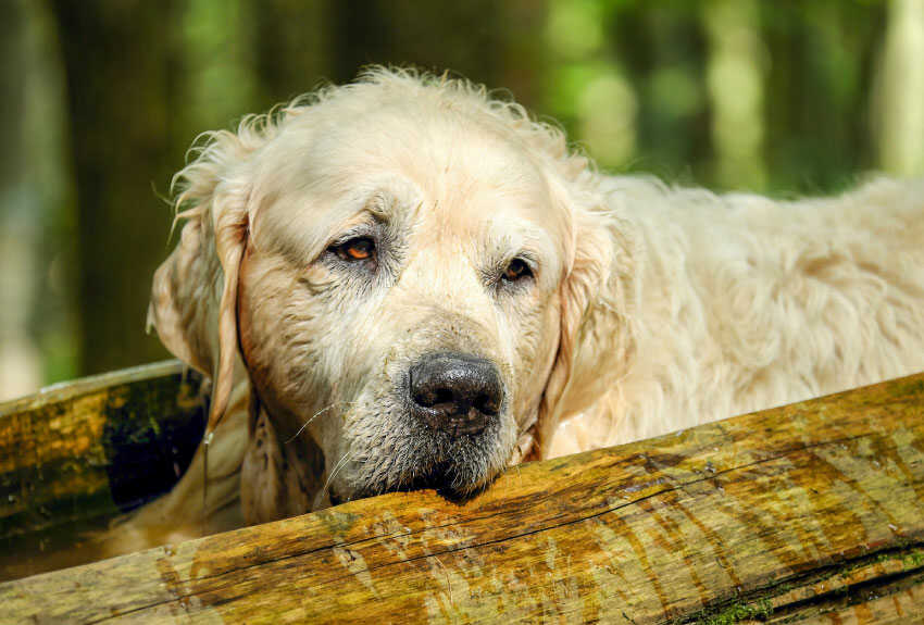 do golden retrievers shed a lot 