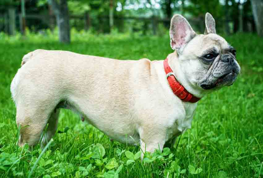 Do French Bulldogs Shed a Lot