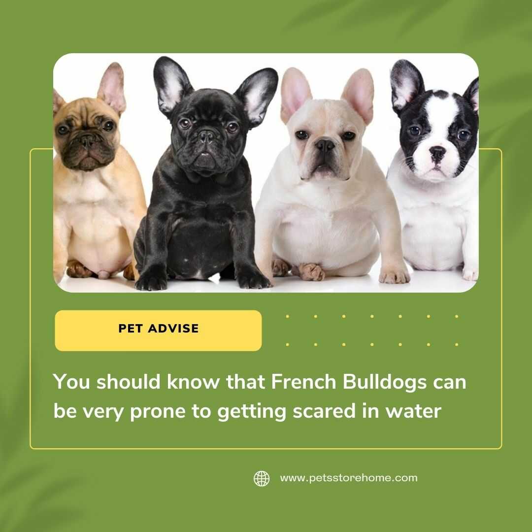 Can French bulldogs swim