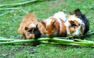 Can Guinea Pigs Eat Strawberries-Banana-Grapes and Apples with skin?