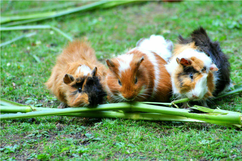 Can Guinea Pigs Eat Strawberries-Banana-Grapes and Apples with skin?