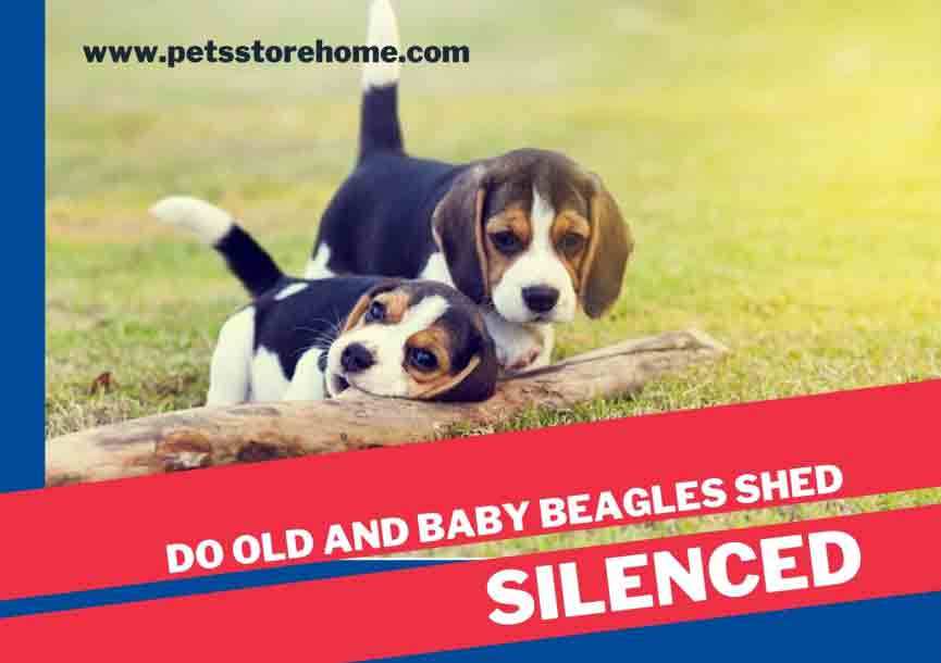 Do old and baby beagles shed 