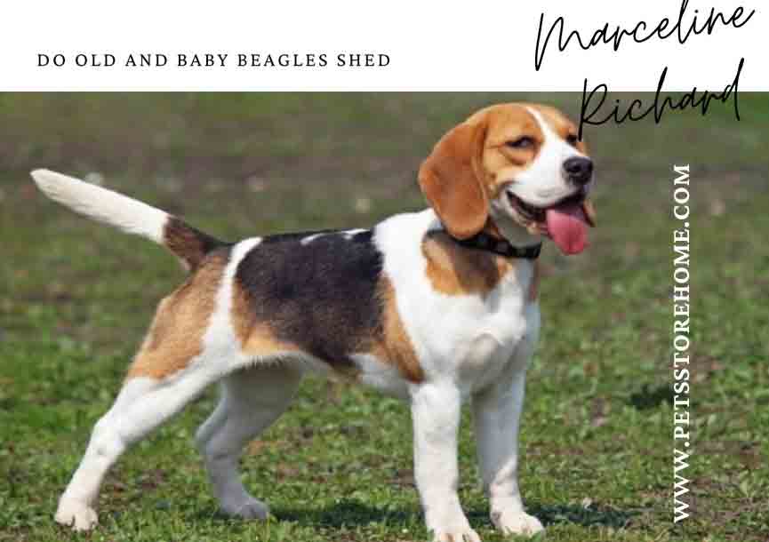 Do old and baby beagles shed