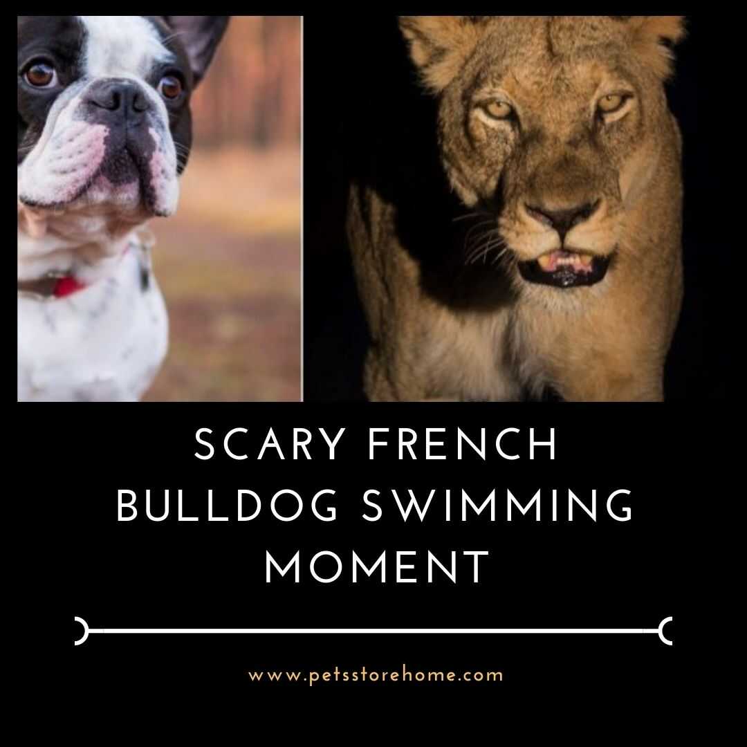 Can French bulldogs swim