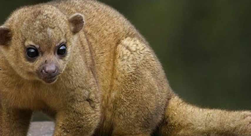 Kinkajou