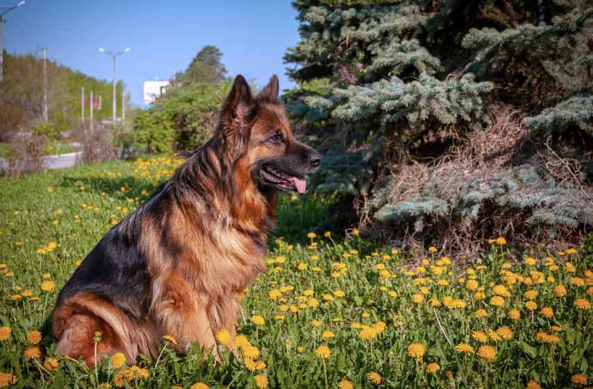 Blue Heeler German Shepherd