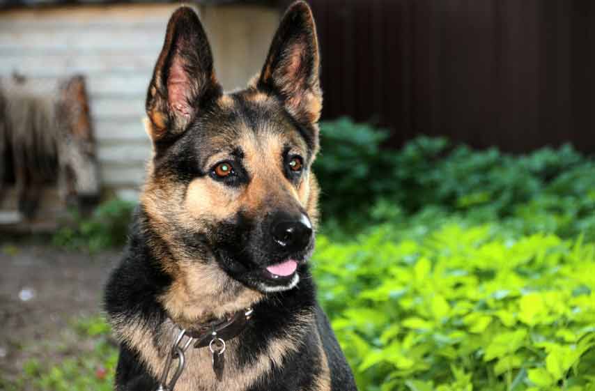 Blue Heeler German Shepherd