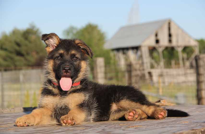 Blue Heeler German Shepherd